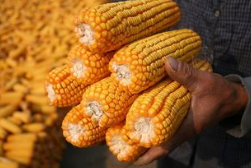 今年玉米临储价下调 粮食收储政策调整势在必行