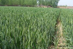 河南小麦播种基本结束 面积稳定质量提高